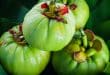 Garcinia Cambogia per dimagrire naturalmente