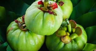 Garcinia Cambogia per dimagrire naturalmente